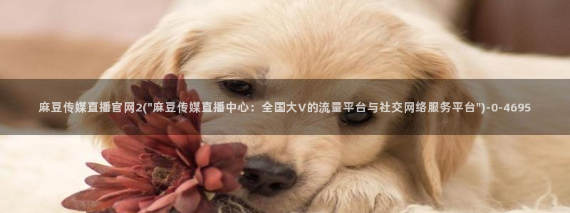 求麻豆传媒官网：麻豆传媒直播官网2(\